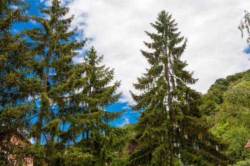 a group of three tall pine trees against a blue sky at Gec in Zaprešić