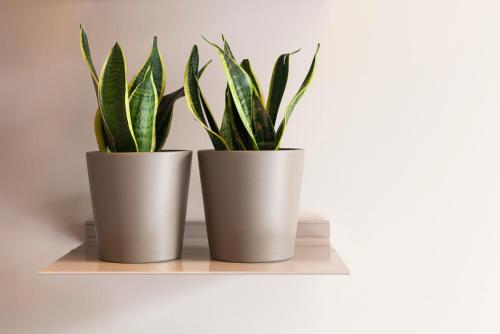 two plant pots sitting on a shelf at DestinationBCN - Universitat Rooms in Barcelona