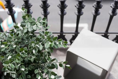 a green plant sitting next to a metal fence at DestinationBCN - Universitat Rooms in Barcelona