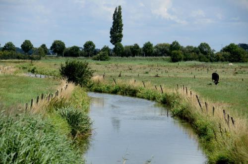 a cow grazing in a field next to a river at Vakantiewoning De Machuut in Lo-Reninge
