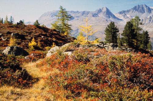 Un paisaje natural cerca de la casa de huéspedes