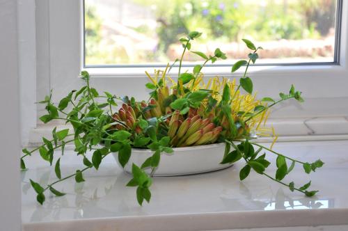 a vase filled with plants sitting on a window sill at Sleep In Bucelas in Bucelas