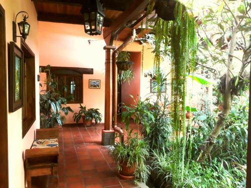 a hallway with a bunch of plants at Posada Papa Chepe in La Esperanza