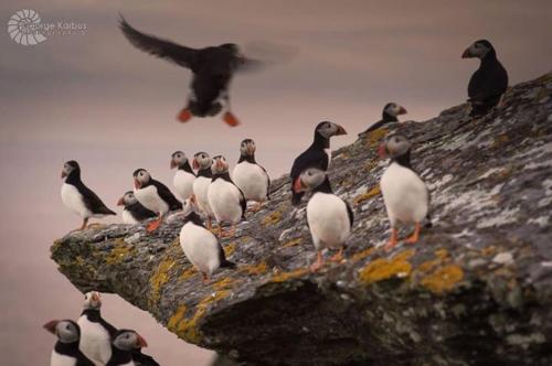 a flock of birds sitting on a rock near the water at Skellig Port Accomodation - 2 Bed Apartment in Portmagee
