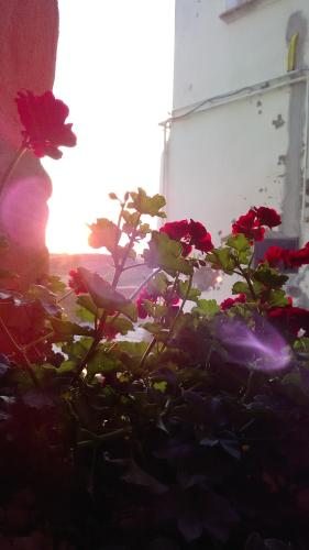 a group of red flowers in front of a building at Le Antiche Mura in Irsina
