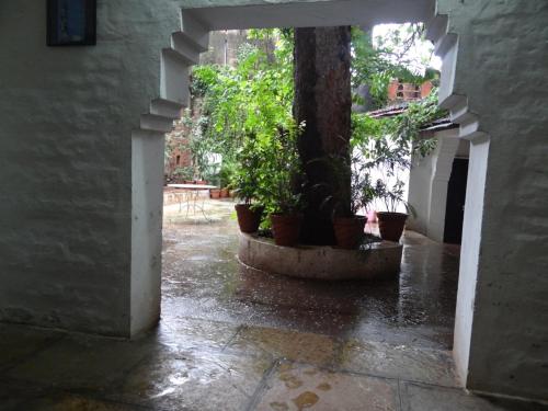 un couloir vide avec des plantes en pot et un arbre dans l'établissement Labboo'z Café and Lodge, à Maheshwar