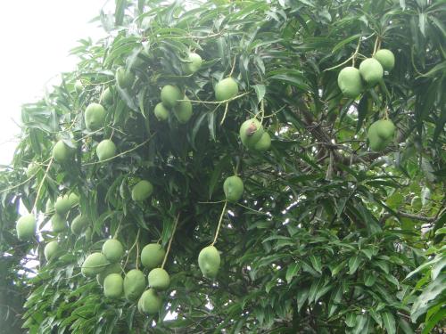 a bunch of green apples hanging from a tree at Hotel Pousada Arco Iris in Barra de Santo Antônio