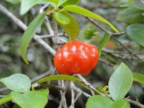 a small red flower on a tree branch at Hotel Pousada Arco Iris in Barra de Santo Antônio