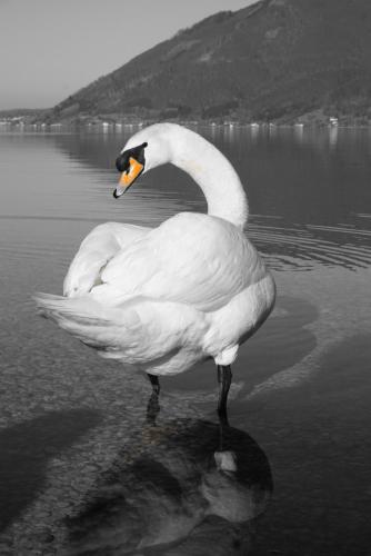 a white swan standing in the water at Appartement Traunseeferien in Altmünster