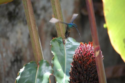 a hummingbird perched on top of a plant at La Cima del Mundo in Chimirol