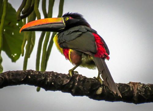 a bird with a large beak sitting on a tree branch at La Cima del Mundo in Chimirol