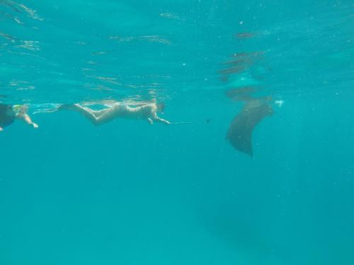 a woman swimming in the water with a whale shark at Holiday Haven Ukulhas in Ukulhas