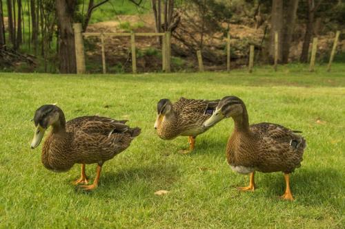 シャレーの敷地内または近くにいる動物