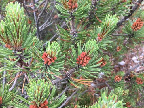 a close up of a pine tree with pine cones at Apart-Elisabeth in Mieming