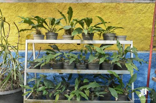 a white shelf filled with lots of plants at Rumah Gandrung in Ngabean