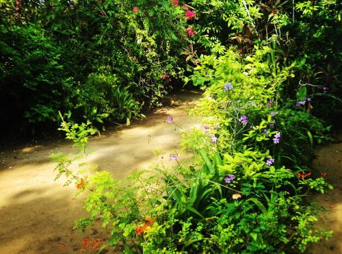 a path through a garden with flowers and plants at Walauwa The Villa Ahungalla in Ahungalla