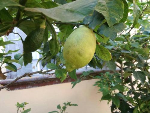 a green lemon hanging from a tree with leaves at Relais Villa Poschi in Pugnano