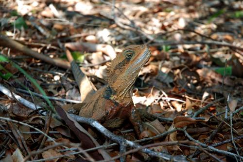 a lizard is sitting on the ground at Flynns on Surf Beach Villas in Port Macquarie