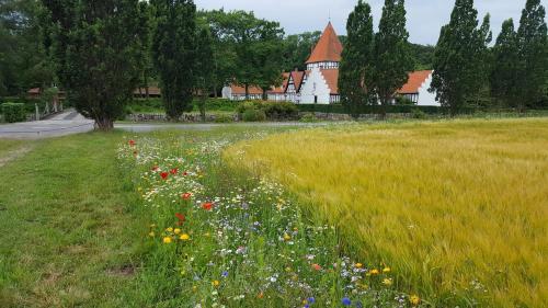 a field of flowers in front of a building at Naboløs Rooms, near Munkebo, Kerteminde and Nyborg in Bovense