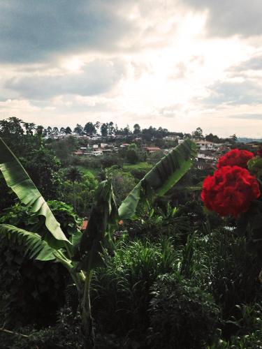 a view of a field with a red flower at Hostal Casa de Los Taitas in Salento