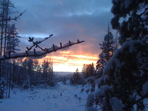 a tree branch with birds sitting on it in the snow at End of the road B & B in Cranbrook