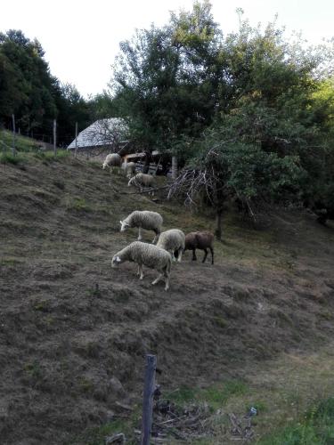 a herd of sheep grazing in a field at Getaway "At the three lights" in Sevnica