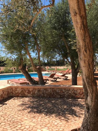 a row of trees next to a swimming pool at Finca Agroturismo Son Menut in Felanitx