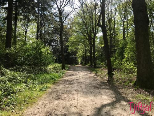a dirt road in a wooded area with trees at Vakantiewoning Tjiftjaf in "Het Fonteinbos" in Oudemirdum