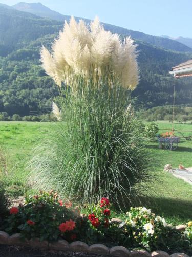 a tall grass plant in a garden with flowers at Gîte Les Grands Champs in Bellentre