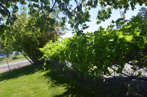 a tree with green leaves on a grass field at Retro Inn at Mesa Verde in Cortez