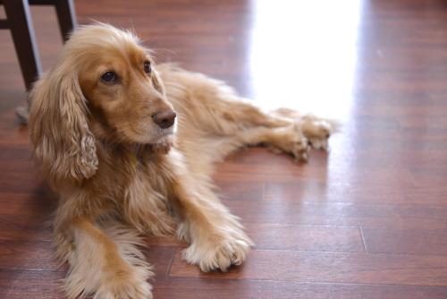 a brown dog laying on a wooden floor at Lodge B&W in Minami Uonuma