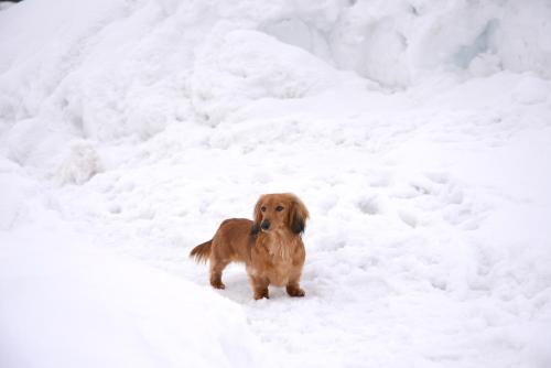a small brown dog standing in the snow at Lodge B&W in Minami Uonuma
