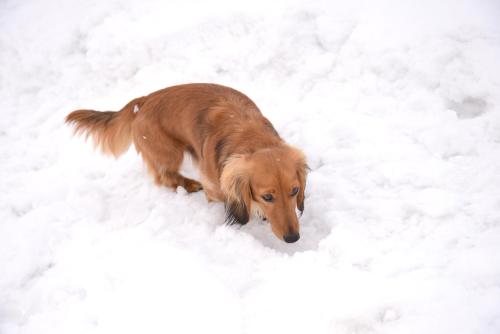a brown dog is walking in the snow at Lodge B&W in Minami Uonuma