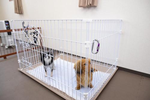 a dog and a cat in a cage at Lodge B&W in Minami Uonuma