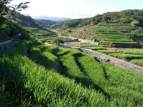 a field of grass with a road in the distance at Emoonten Homestay in Sanzhi