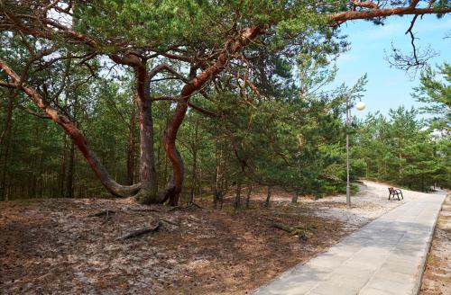 a tree on the side of a path at Best Western Hotel Jurata in Jurata