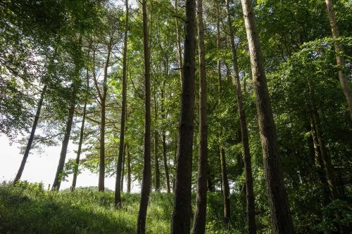 a wooded area with tall trees and green grass at Edenhall Country Hotel in Penrith