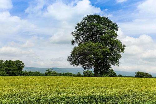 a tree in the middle of a green field at Edenhall Country Hotel in Penrith