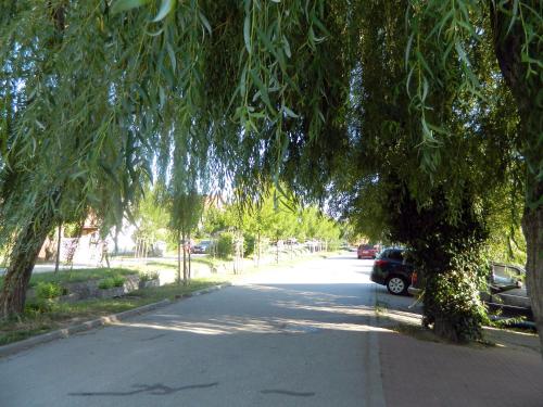 a tree hanging over a street with a car parked at Helga Vendégház in Budaörs
