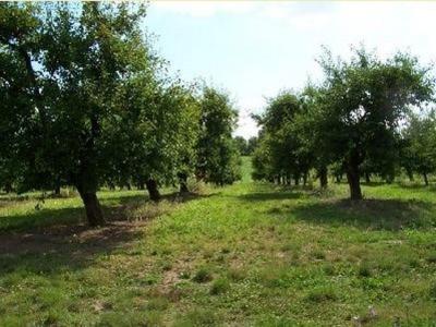 a row of trees in a field with green grass at Chez Madeleine in Saint-Colomb-de-Lauzun