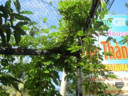 a chain link fence with plants in front of a building at Gia Thanh Phu Quoc Guest House in Phu Quoc