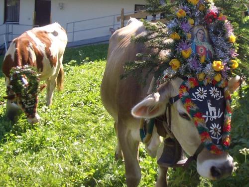 two cows are standing in a field of grass at Hotel Gasthof Jäger Zillertal in Schlitters