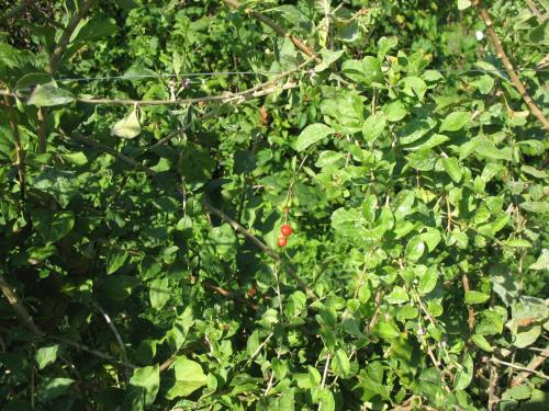 a red flower on a bush with green leaves at BioAgriturismo Vegan Campo di Cielo in Cesiomaggiore