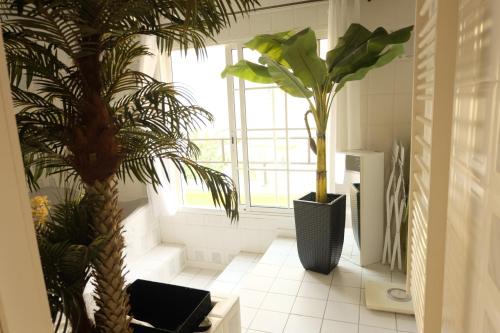 zwei Palmen in einem Zimmer mit Fenster in der Unterkunft B&B Le Patio En Ville - Chambres d'hôtes in Narbonne