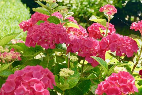 a group of pink flowers in a garden at Hotel Garni Auszeit in Boltenhagen