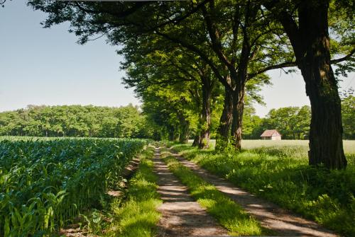a path through a field of corn with trees at Gospoda Pazibroda in Maków Mazowiecki