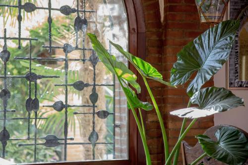 a window with a plant in front of it at Ca' delle palme in Martellago