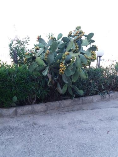 Κήπος έξω από το villa lucia