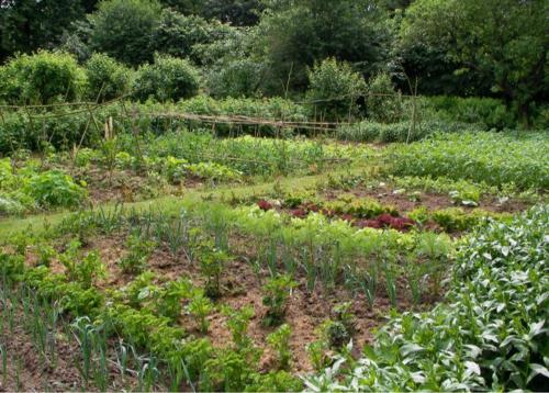 a garden with many different types of plants at Château "Le Castel des Anges" in Wailly-Beaucamp