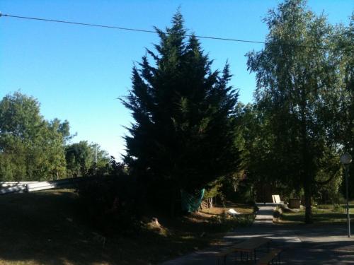 a large pine tree on the side of a road at La Table Des Bons Peres in Bislée